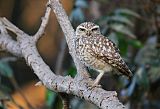 Burrowing Owl